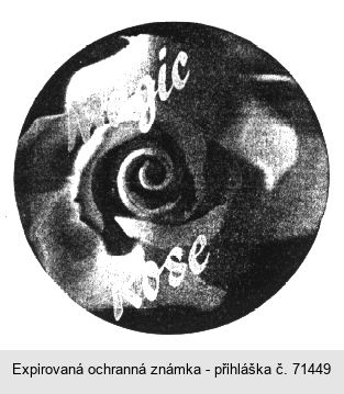 MAGIC ROSE