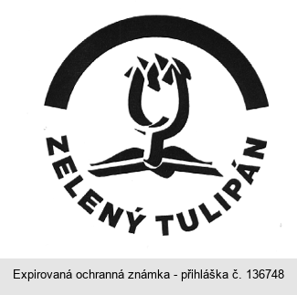 ZELENÝ TULIPÁN