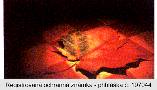 Ochranná známka
