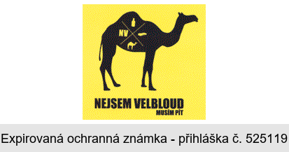 NEJSEM VELBLOUD MUSÍM PÍT