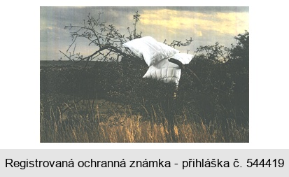 Ochranná známka
