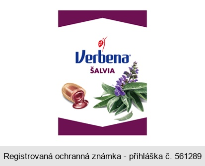 Verbena ŠALVIA