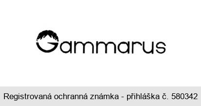 Gammarus