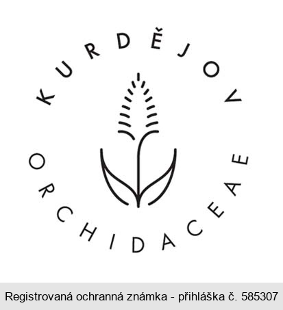 KURDĚJOV ORCHIDACEAE