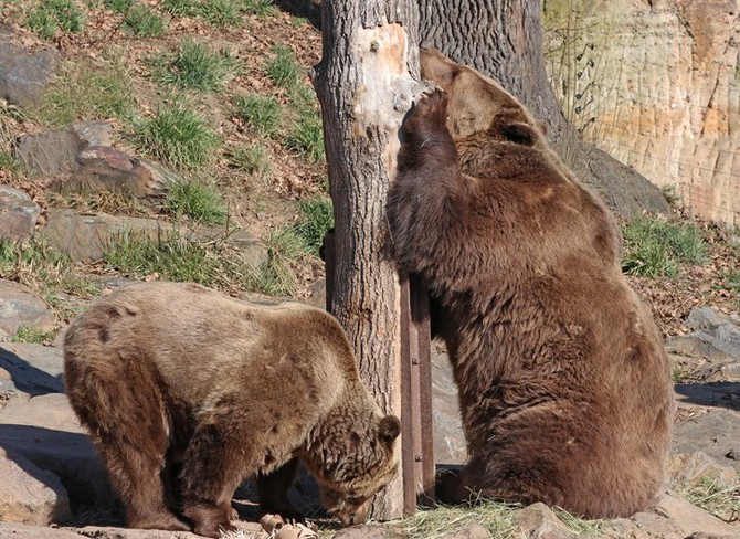 Medvd hnd ze Zoo Plze (fotografie: K. Miskov)