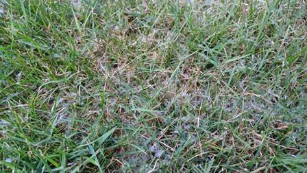 Obsah obrázku venku, tráva, rostlina, Půdokryvné dřeviny Popis byl vytvořen automaticky