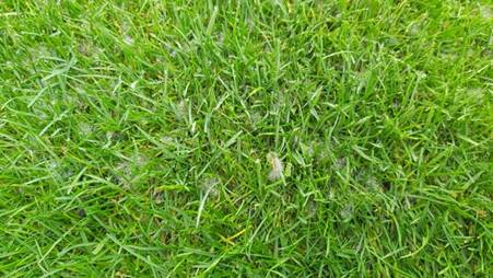 Obsah obrázku rostlina, tráva, Krmivo, pole Popis byl vytvořen automaticky