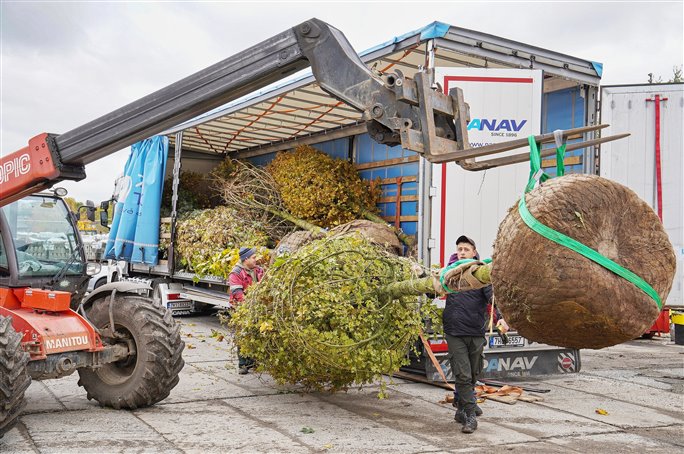 Kad z velkch strom v kolem 800 kg. Foto Pavel ubrt