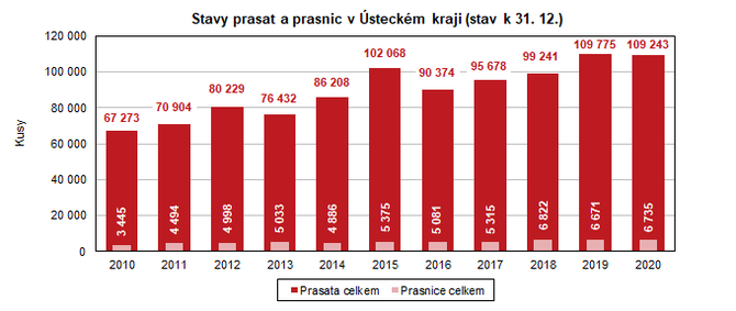 Stavy prasat a prasnic v steckm kraji (stav k 31. 12.)