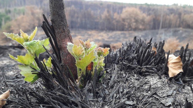 Nrodn park esk vcarsko se pipravuje na prvn turistickou seznu po poru. Pstupn budou lodiky v Divok soutsce i Pravick brna 