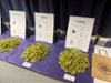 Czech hop samples