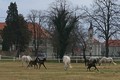 Vesele poskakujc hbata