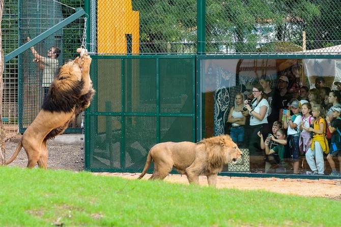 Pedstaven modernizovanho vbhu pro lvy v Plzni (fotografie: M. Pecuch)