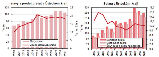 Stavy a prodej prasat v steckm kraji     Selata v steckm kraji 