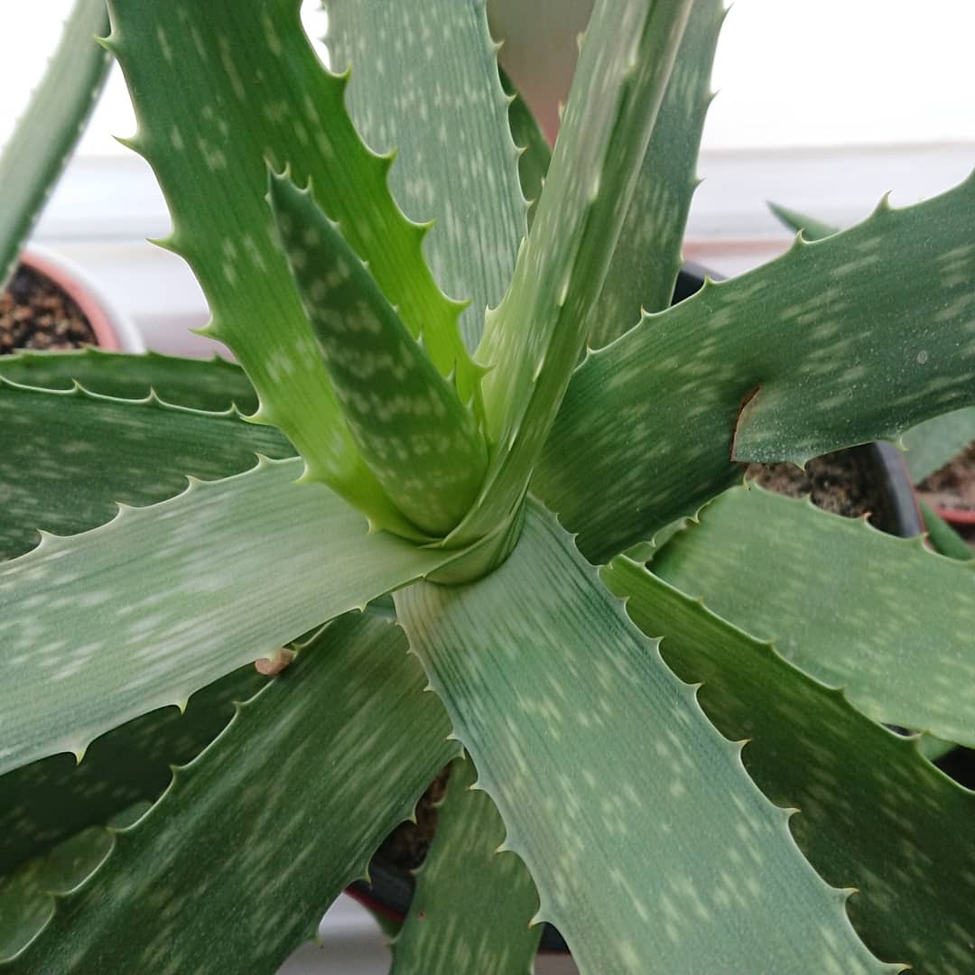 Aloe Vera