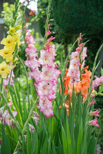 Gladiola ilustrační