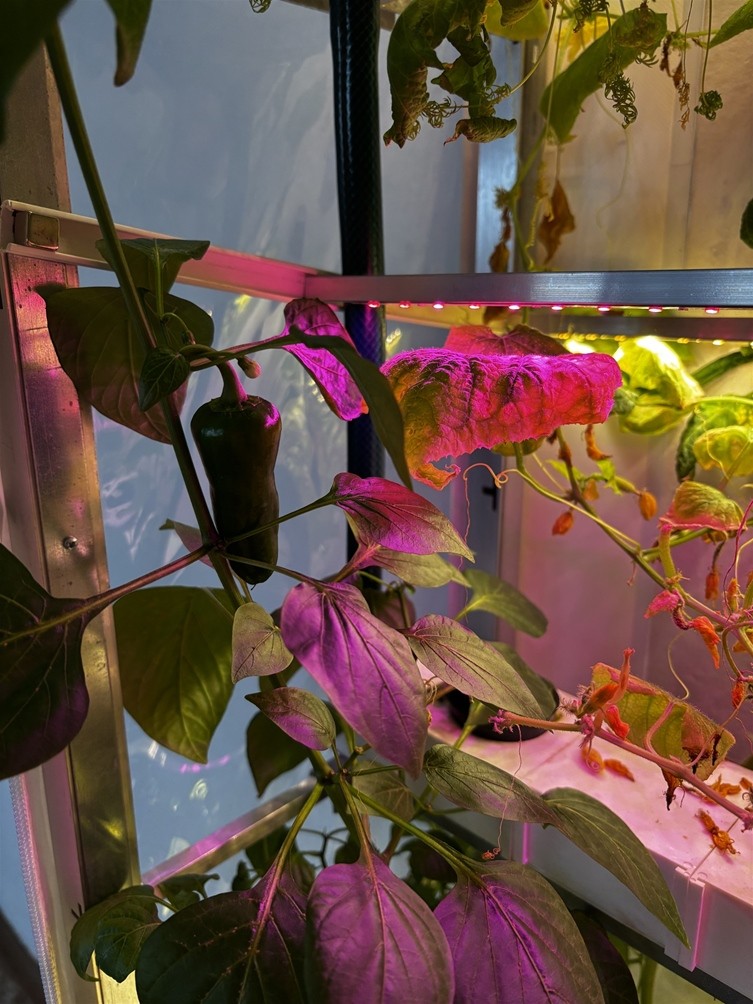 Hydroponie na Základní škole Libčická