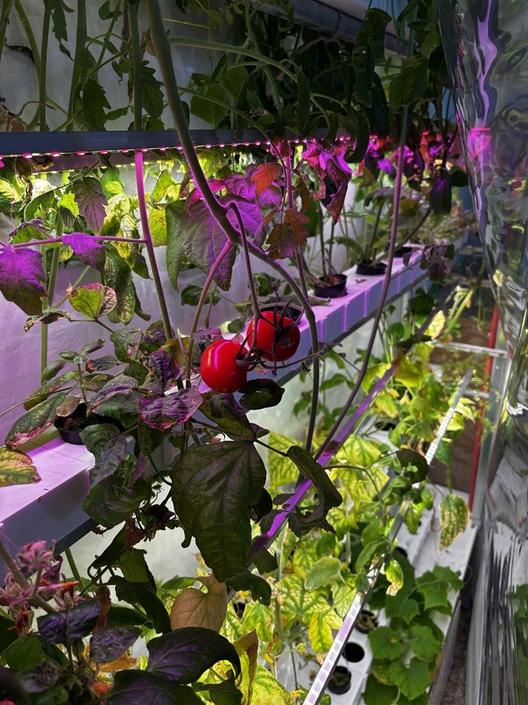 Hydroponie na Základní škole Libčická