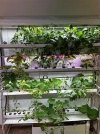 Hydroponie na Základní škole Libčická