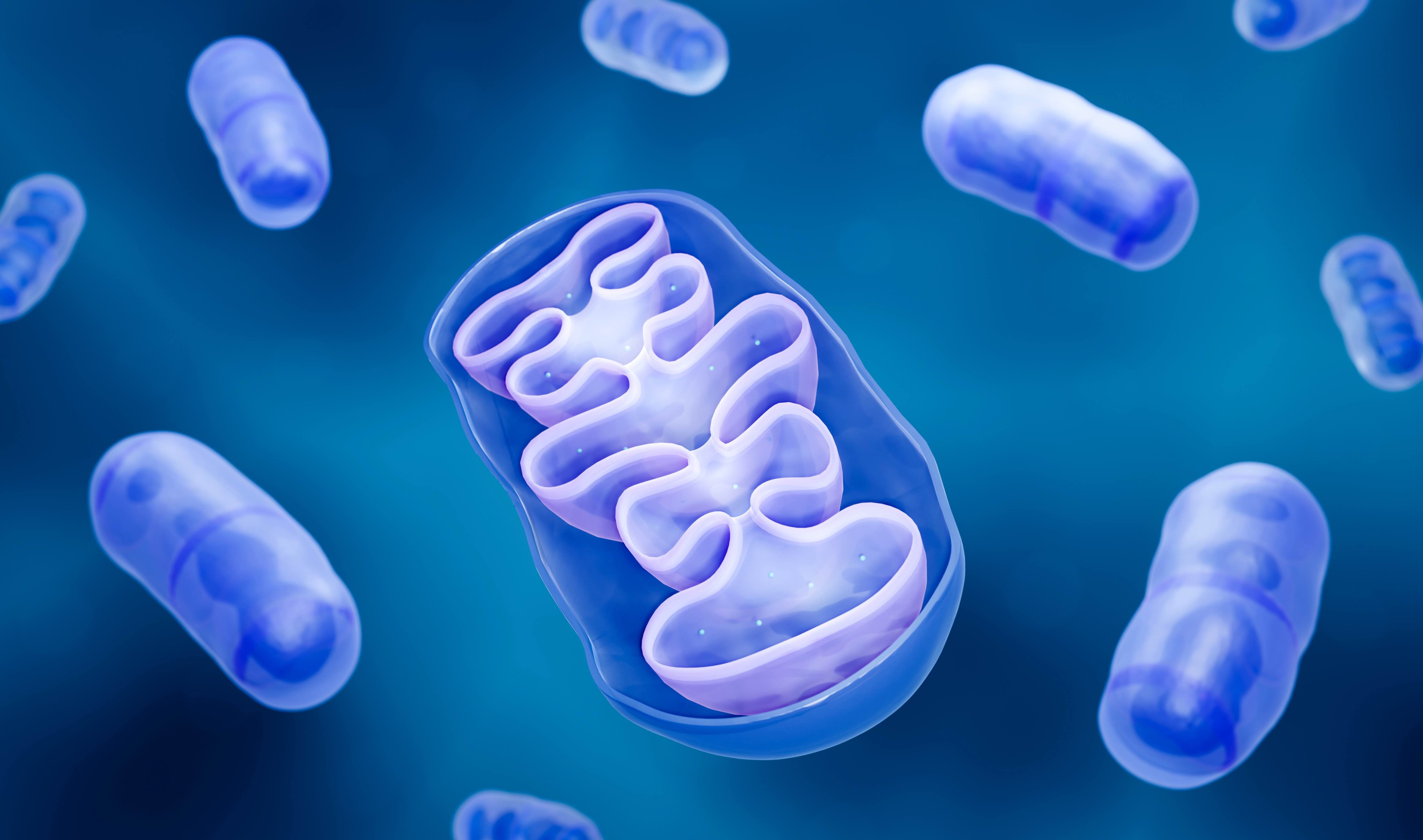 ilustrační foto mitochondrie