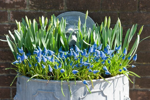 Modřenec, Muscari Blue Magic