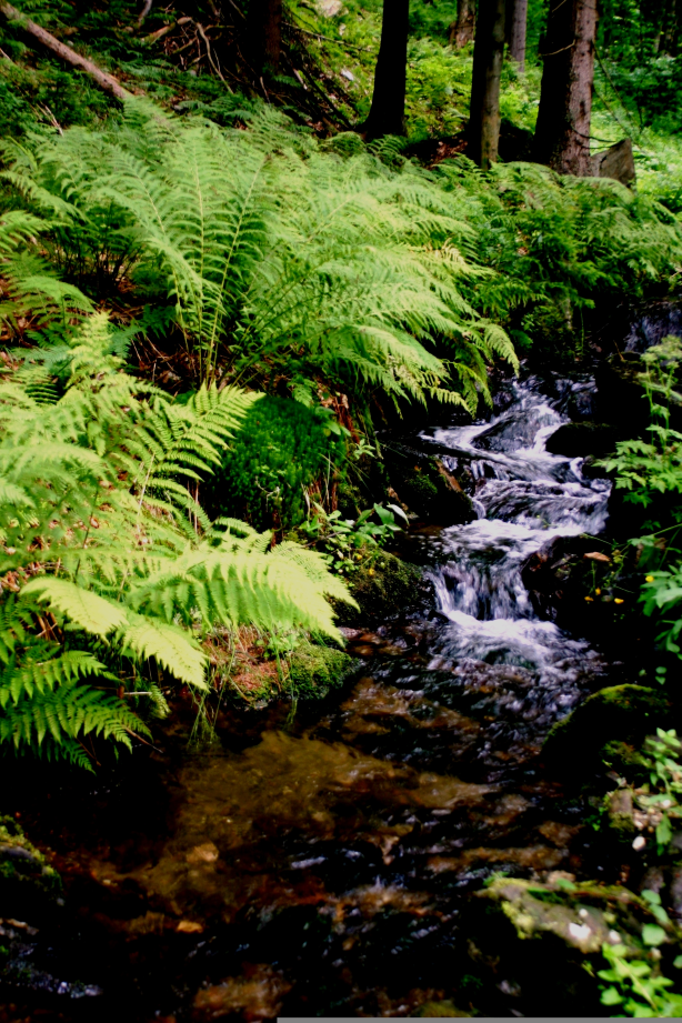 Athyrium filix femina Michlův mlýn Krkonoše