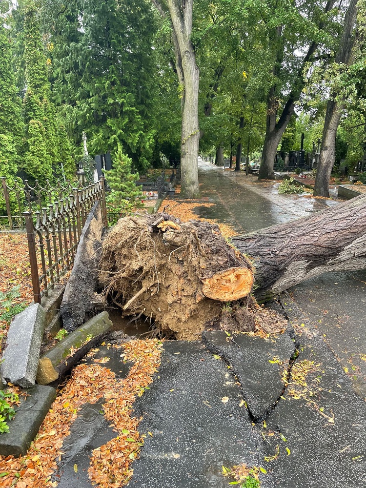 stedn hbitov zstv po detch zaven. Arborist musej zkontrolovat stovky strom