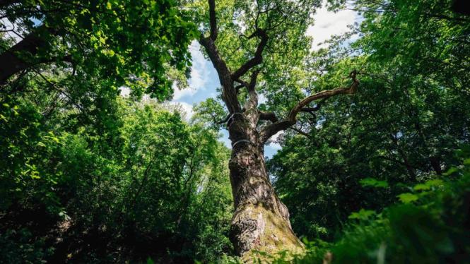 Oldřichův dub, foto Tomáš Kalous
