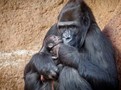 První fotografie Duni s mládětem, Foto Miroslav Bobek, Zoo Praha