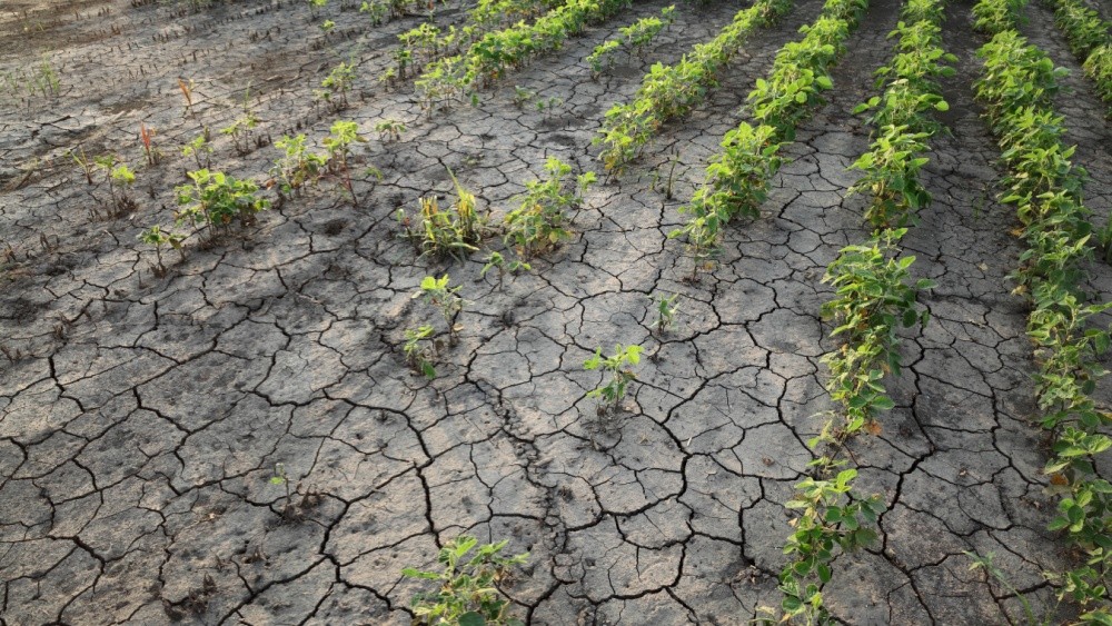A drought-impacted field.