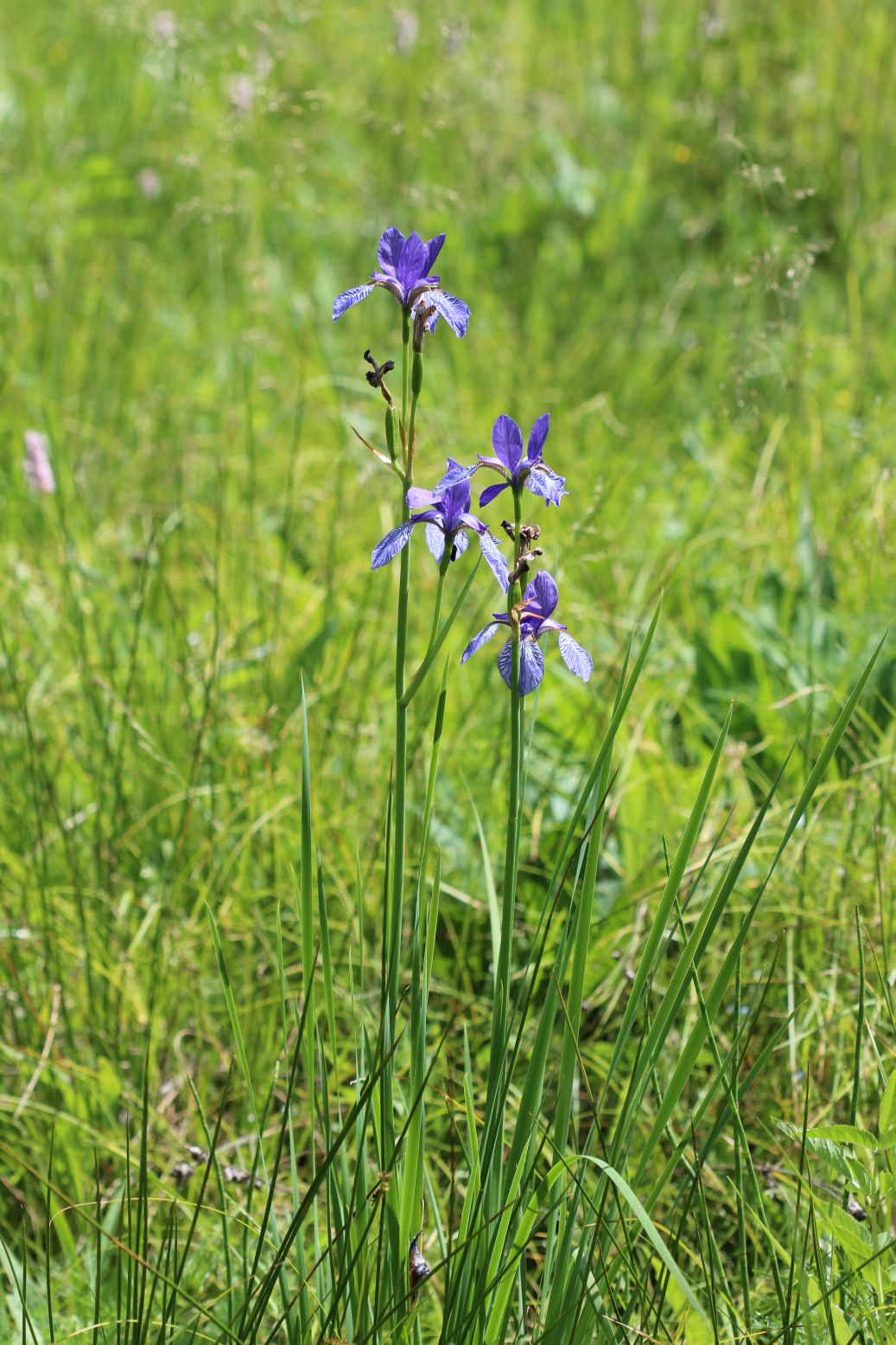 Iris sibirica Volarský potok