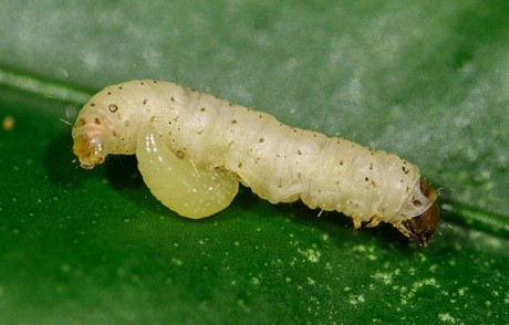 Larva vosičky Larva vosičky