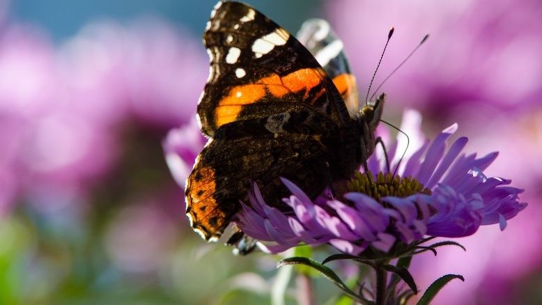 Přežijeme bez opylovačů? MŽP připravuje novelu pro jejich ochranu, vědci dávají doporučení pro strategii a pomůže i projekt LIFE PROSPECTIVE