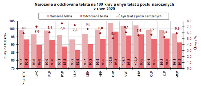 Narozen a odchovan teleta na 100 krav a hyn telat z potu narozench v roce 2020