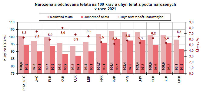 Narozen a odchovan telata na 100 krav a hyn telat z potu narozench v roce 2021