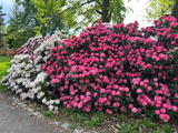 rododendrony v Průhonicích