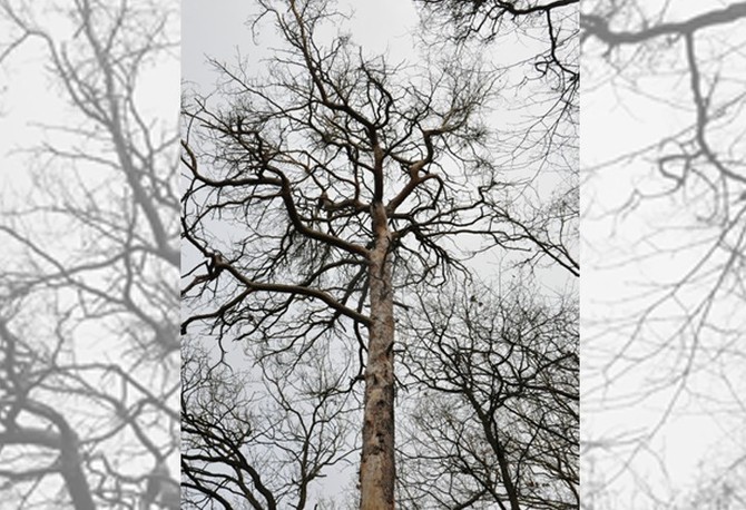 Zdroj fotografi: Sprva veejnho statku msta Plzn