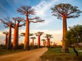 Baobab Madagaskar