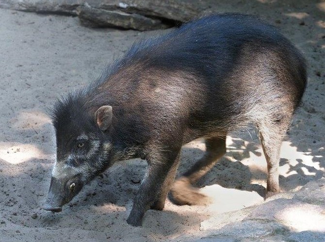 Druh jemuž hrozí vyhynutí – prase visajánské