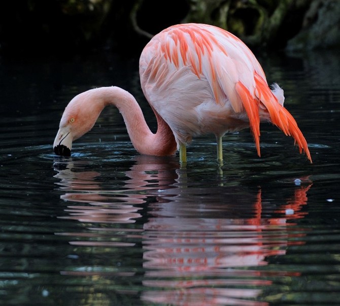 Zdroj foto: Zoo Plze