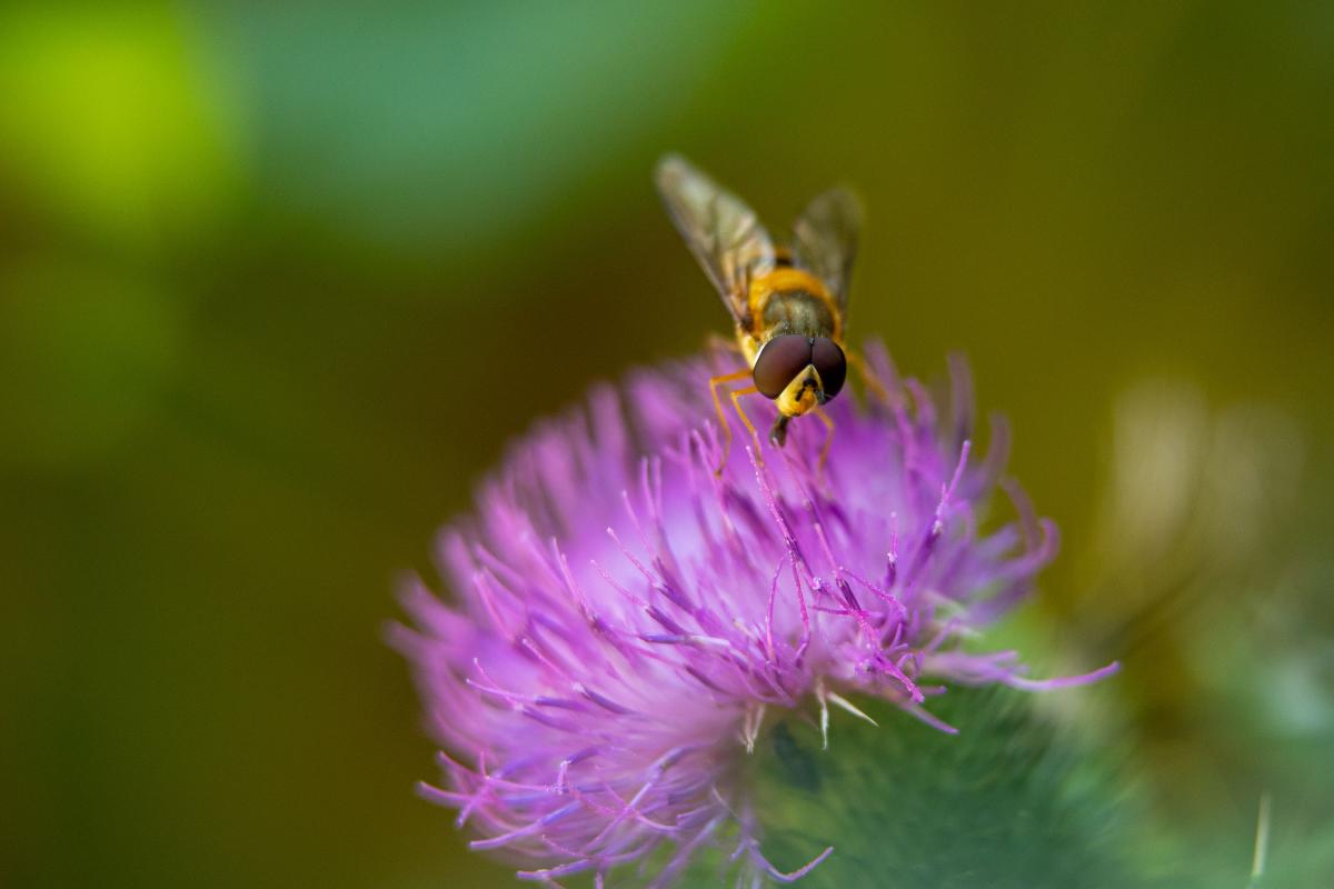 bee_foraging_a_flower.jpg