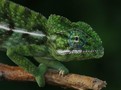 Chameleon