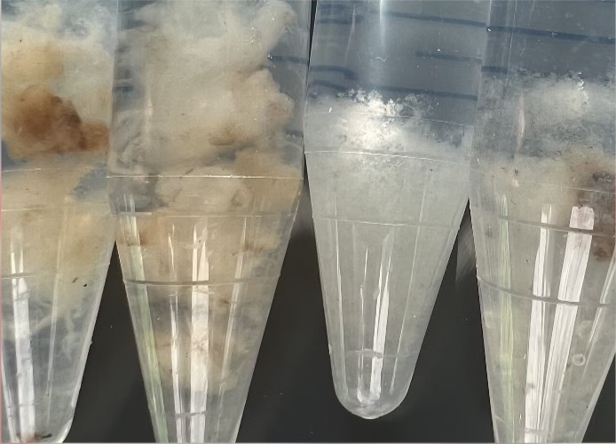 Cotton 2.0 ilustrační