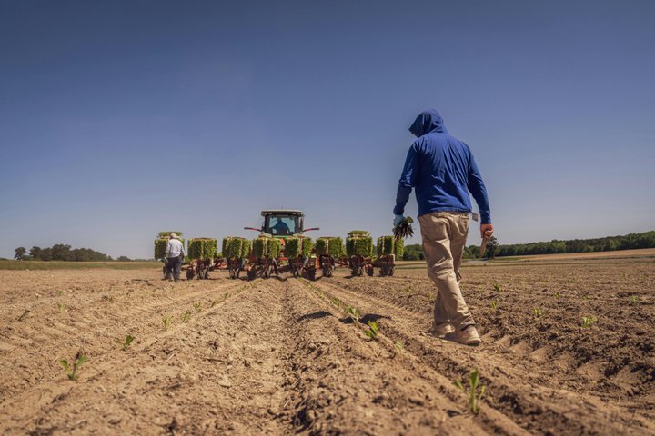 práce v zemědělství ilustrační