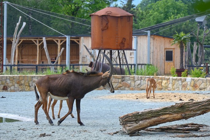 Safari park otevel expozici, kde se potkv ocen s pout 