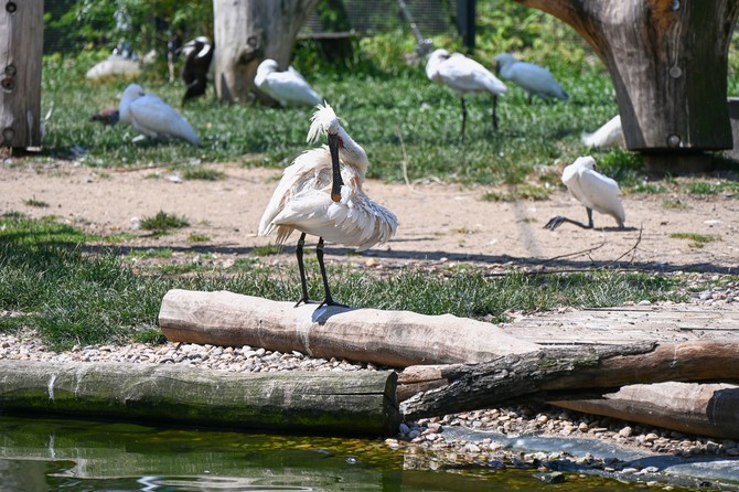 Safari park otevel expozici, kde se potkv ocen s pout 