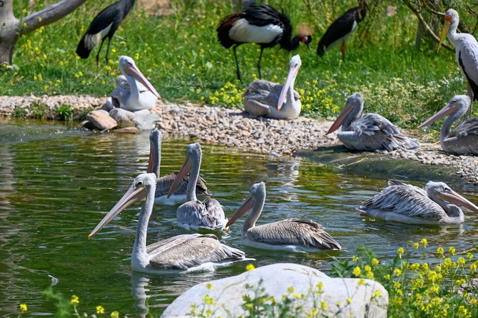 Safari park otevel expozici, kde se potkv ocen s pout 