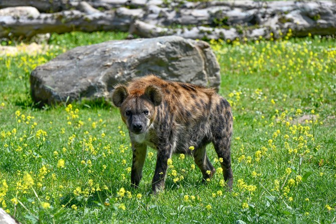 Safari park otevel expozici, kde se potkv ocen s pout 