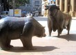 Bear adn bull