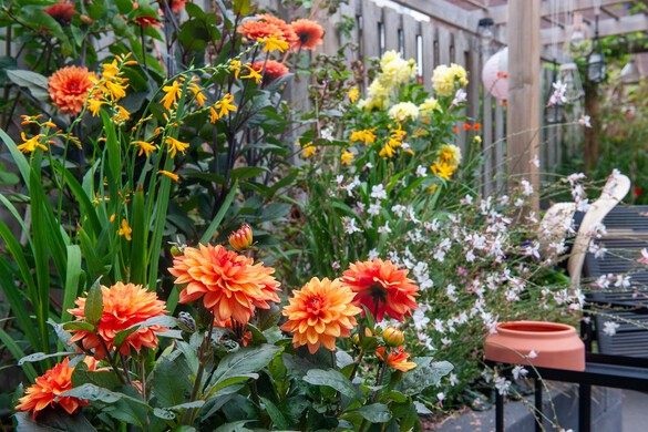 ilustrační foto, 250376 Dahlia, Crocosmia